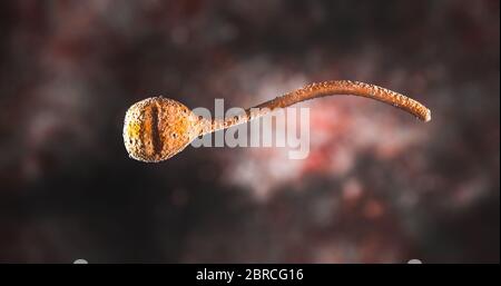 Wissenschaft Foto von Bakterien Corynebacterium ist eine Gattung von Bakterien, die Gram-positive und aerobe sind. Sie sind Bazillen, und in einigen Lebensphasen sind sie Stockfoto