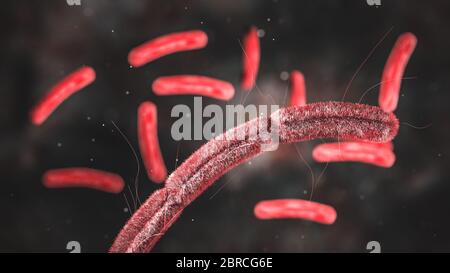 Wissenschaft Foto von Bakterien Escherichia coli, auch bekannt als E. coli, ist ein Gram-negatives, fakultativ anaerobe, stabförmige, coli-förmige Bakterium des g Stockfoto