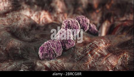 Wissenschaft Foto von Bakterien Streptococcus pneumoniae oder Pneumokokken, ist ein Gram-positives, sphärisches Bakterium, alpha-hämolytisch oder beta-hämolytisch, Mitglied Stockfoto