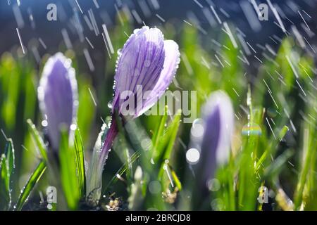 Blühende Krokusse mit weißen Blütenblättern mit lila Streifen mit Regen im Sonnenlicht (Crocus vernus, Frühlingscrocus). Stockfoto