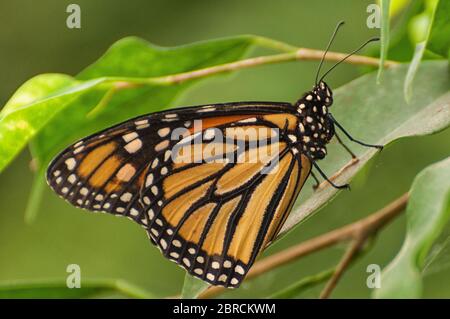 Monarchfalter auf einem Blatt Stockfoto