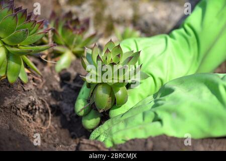 Gärtner Pflanzung sempervivum Pflanze im Garten. Spring Garden Works Konzept Stockfoto