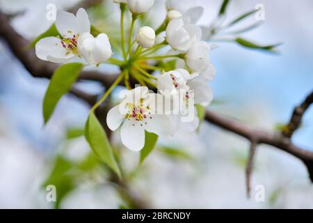 Blumen blühen auf einem Zweig der Birne gegen den blauen Himmel Stockfoto