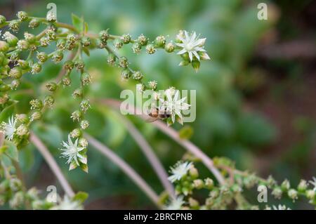 Biene sammelt Nektar im Garten Stockfoto