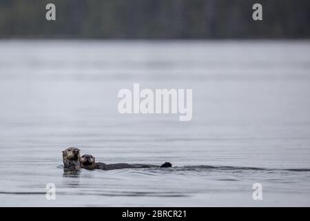 In Südost-Alaska sind Seeotter, Enhydra lutris und andere Wildtiere auf den Blashke-Inseln für Abenteurer auf einer kleinen Schifffahrt attraktiv. Stockfoto