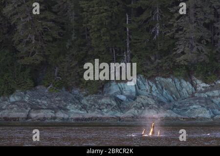 Stephens Passage in Südost-Alaska, USA, ist ein guter Ort, um Killerwal Pods oder Orca, Orcinus Orca zu sehen. Stockfoto