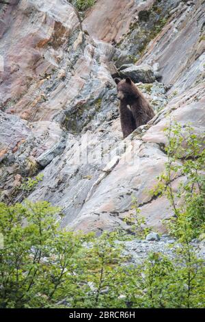 Ein Zimtschwarzer Bär, Ursus americanus, ein brauner Schwarzbär, steht auf den Klippen neben dem South Sawyer Glacier, Tracy Arm Fjord, Alaska, USA. Stockfoto