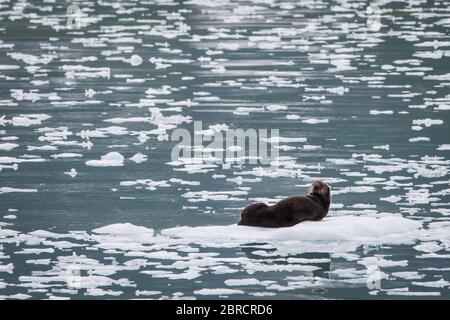 Der Glacier Bay National Park, Südost-Alaska, USA, ist die Heimat von Bootstouren vorbei an Eisbergen zum Margerie Gletscher und Wildtieren wie Seeotter, Enhyra lutris Stockfoto