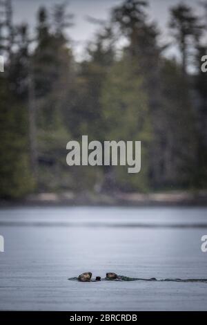 In Südost-Alaska sind Seeotter, Enhydra lutris und andere Wildtiere auf den Blashke-Inseln für Abenteurer auf einer kleinen Schifffahrt attraktiv. Stockfoto