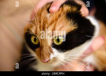 Japanische Bobtail Hauskatze schaut in Kamera Objektiv. Schildkrötenkatze mit grünen Augen Stockfoto