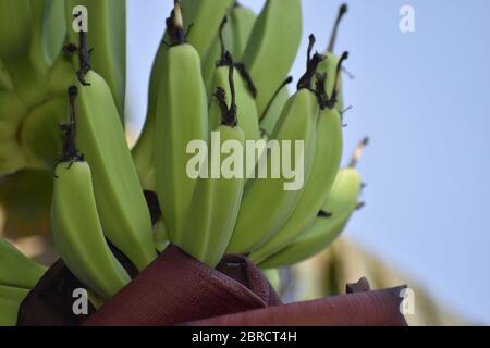 Bananenfrucht und Baum Stockfoto