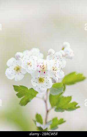 Detail von Zweig, Mittellandhawthorn (Crataegus laevigata), weiß blühender Baum im Frühling, Europa Stockfoto