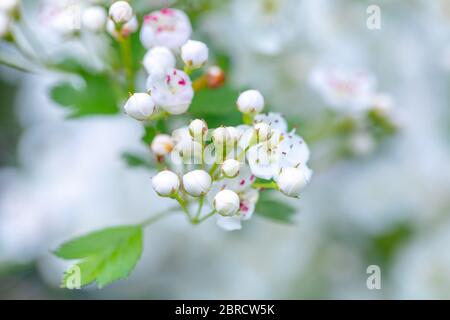 Detail von Zweig, Mittellandhawthorn (Crataegus laevigata), weiß blühender Baum im Frühling, Europa Stockfoto