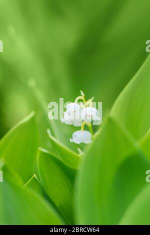 Blühende Maiglöckchen (Convallaria majalis) im Frühlingsgarten mit flachem Fokus Stockfoto