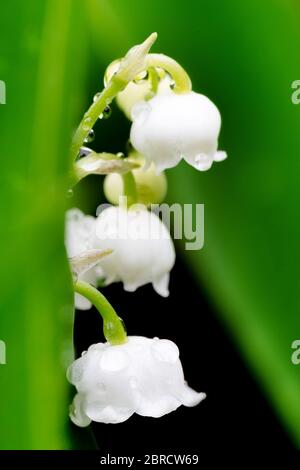 Blühende Maiglöckchen (Convallaria majalis) im Frühlingsgarten mit flachem Fokus Stockfoto