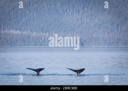 Frederick Sound in der Inside Passage ist ein beliebter Ort, um Buckelwal, Megaptera novaeangliae, Frederick Sound, Alaska, USA zu beobachten. Stockfoto