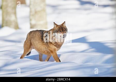 Eurasischer Wolf (Canis lupus lupus) läuft im Schnee, Bayerischer Wald Nationalpark, Bayern, Deutschland, Europa Stockfoto
