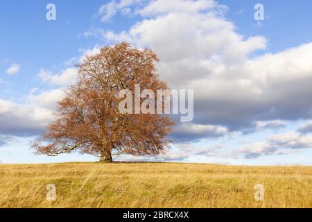 Fagus sylvatica, Weidenbuche im Herbst, Solitärbaum, Biosphärenreservat Schwäbische Alb, Baden-Württemberg, Deutschland Stockfoto