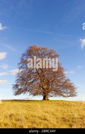 Fagus sylvatica, Weidenbuche im Herbst, Solitärbaum, Biosphärenreservat Schwäbische Alb, Baden-Württemberg, Deutschland Stockfoto