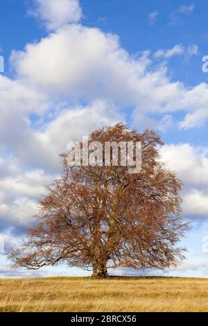 Fagus sylvatica, Weidenbuche im Herbst, Solitärbaum, Biosphärenreservat Schwäbische Alb, Baden-Württemberg, Deutschland Stockfoto