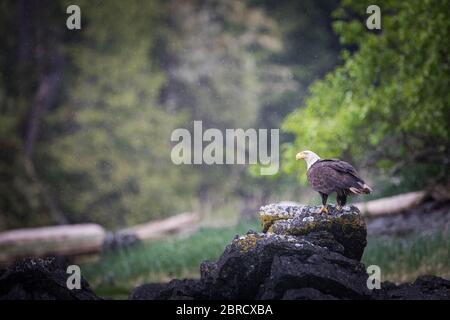 In Südost-Alaska sind Weißkopfseeadler, Haliaeetus leucocephalus und andere Wildtiere auf den Blashke-Inseln auf einer kleinen Schifffahrt für Abenteurer attraktiv. Stockfoto