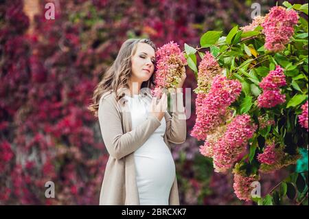 Eine schwangere junge Frau, die an der roten Herbsthecke steht und eine Blumenhortensie riecht. Schwangere Frau, die sich im Park entspannt. Stockfoto