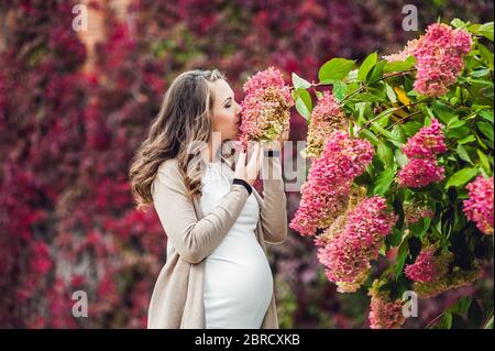 Eine schwangere junge Frau, die an der roten Herbsthecke steht und eine Blumenhortensie riecht. Schwangere Frau, die sich im Park entspannt. Stockfoto
