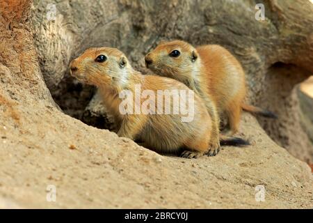 Schwarzschwanz-Prairie-Hunde (Cynomys ludovicianus), zwei junge Tiere im Bau, gefangen, Deutschland Stockfoto