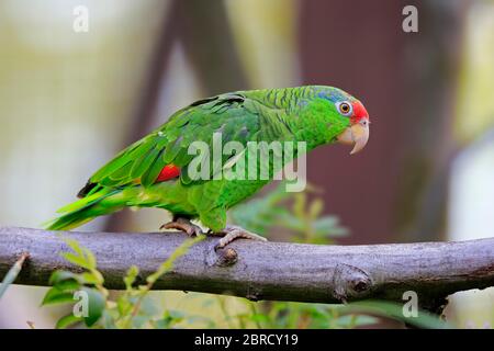 Amazonas (Amazona viridigenalis), Erwachsene, auf Ast, gefangen, Deutschland Stockfoto