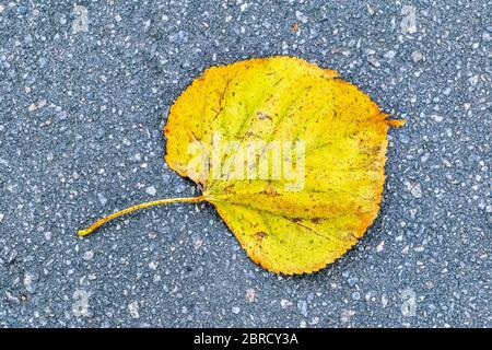 Trockenes Herbst Ahornblatt auf einem grauen Asphalt Hintergrund eines Stadt-Fußweg abgebildet. Stockfoto