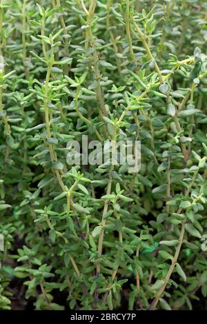 Thymian (Thymus vulgaris), Blätter, Kräuter, Gewürzpflanze, Deutschland Stockfoto