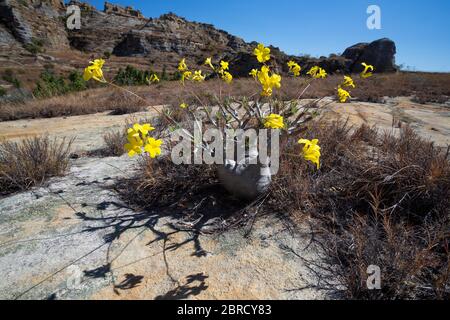 Gelb blühende Elefantenfußpflanze (Pachypodium rosulatum), Isalo Nationalpark, Madagaskar Stockfoto