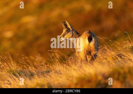 Gemsen (Rupicapra rupicapra) in warmem Licht, Vogesen, Frankreich Stockfoto