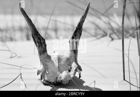 Getrockneter Schädel von europäischen Rehen auf Sand am sonnigen Sommertag. Schwarzweiß getöntes Bild. Stockfoto