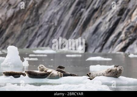 Hafenrobben, Phoca vitulina, ziehen auf Eisbergen aus, die vom South Sawyer Glacier gekalbt wurden und den Tracy Arm Fjord, Südost-Alaska, USA, hinunterschweben. Stockfoto