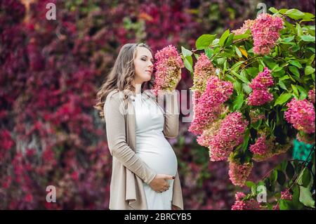 Eine schwangere junge Frau, die an der roten Herbsthecke steht und eine Blumenhortensie riecht. Schwangere Frau, die sich im Park entspannt. Stockfoto