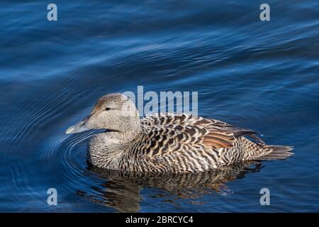 Eider (Somateria mollissima) Erwachsene Frau im Wasser schwimmen, Nord Urland Eystra, Island Stockfoto