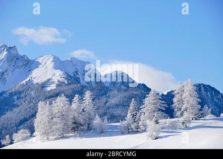 Winterlandschaft, schneebedeckte Lärchen vor den Bergen, Ladis, Skigebiet Serfaus Fiss Ladis, Tirol, Österreich Stockfoto