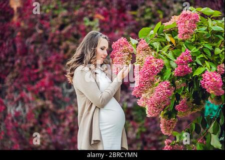 Eine schwangere junge Frau, die an der roten Herbsthecke steht und eine Blumenhortensie riecht. Schwangere Frau, die sich im Park entspannt. Stockfoto