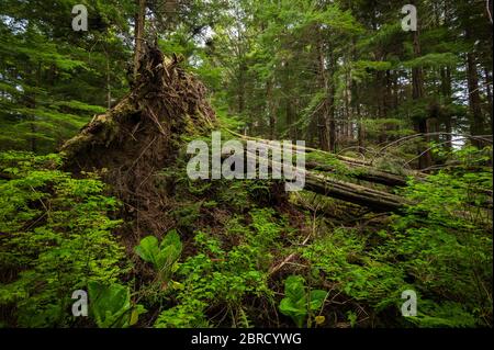 Totem Bight State Historical Park, Ketchikan, Alaska, USA, zeigt eine Sammlung von Totem-Polen der Ureinwohner Amerikas in einem malerischen gemäßigten Regenwald Stockfoto