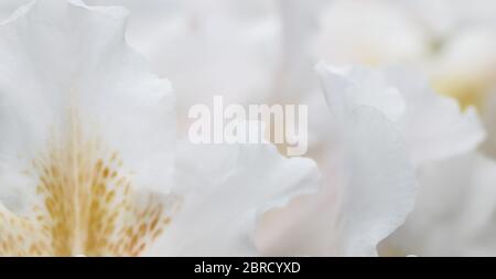 Botanical Concept - Weiche Fokussierung, abstrakter Blumenhintergrund, weiße Rhododendron-Blütenblätter. Makro Blumen Hintergrund für Urlaub Marke Design Stockfoto