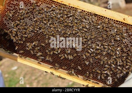 Imker hält eine Wabe mit Bienen in den Händen. Stockfoto