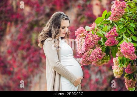Eine schwangere junge Frau, die an der roten Herbsthecke steht und eine Blumenhortensie riecht. Schwangere Frau, die sich im Park entspannt. Stockfoto
