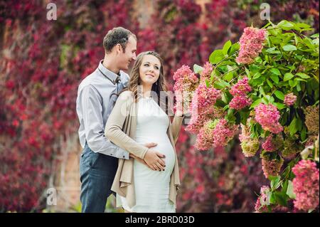 Eine schwangere junge Frau und ihr Mann. Eine glückliche Familie, die an der roten Herbsthecke steht, riecht eine Blumenhortengea. Schwangere Frau, die sich in der entspannt Stockfoto