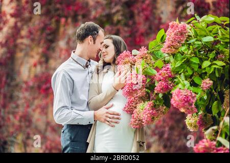 Eine schwangere junge Frau und ihr Mann. Eine glückliche Familie, die an der roten Herbsthecke steht, riecht eine Blumenhortengea. Schwangere Frau, die sich in der entspannt Stockfoto