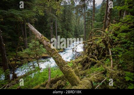 Cascade Trail, Thomas Bay, Southeast Alaska, USA, ist ein abgelegener Tongass National Forest Trail entlang Cascade Creek, der von abenteuerlichen Touristen auf einem genossen wird Stockfoto
