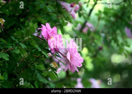 Knospen wachsen im Frühjahr, sap steigt von den Wurzeln zu den Zweigen Baum Blätter, Stängel und Blumen entfalten und wachsen im Sommer neue Knospen grünen Bäumen. Stockfoto