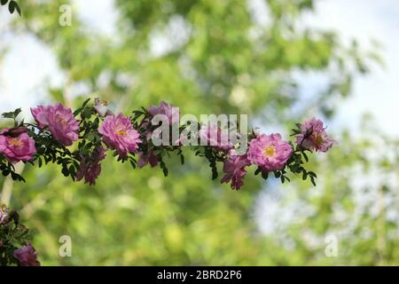 Knospen wachsen im Frühjahr, sap steigt von den Wurzeln zu den Zweigen Baum Blätter, Stängel und Blumen entfalten und wachsen im Sommer neue Knospen grünen Bäumen. Stockfoto