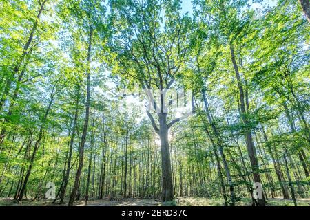 Frankreich, Allier, Bourbonnais, Troncais Forest, Isle et Bardais, Charles-Louis Philippe Oak // Frankreich, Allier (03), Bourbonnais, forêt de Tronçais, Isle Stockfoto