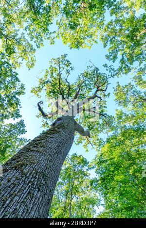 Frankreich, Allier, Bourbonnais, Troncais Wald, Isle et Bardais Emile Guillaumin Eiche // Frankreich, Allier (03), Bourbonnais, forêt de Tronçais, Isle-et-Ba Stockfoto